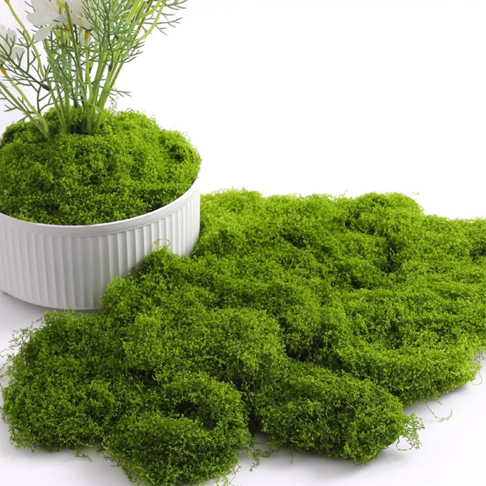 20/40/100g Eternal Life Moss D - Sphagnum Moss Dry บทวิจารณ์และราคา